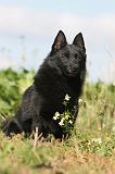 SCHIPPERKE 431